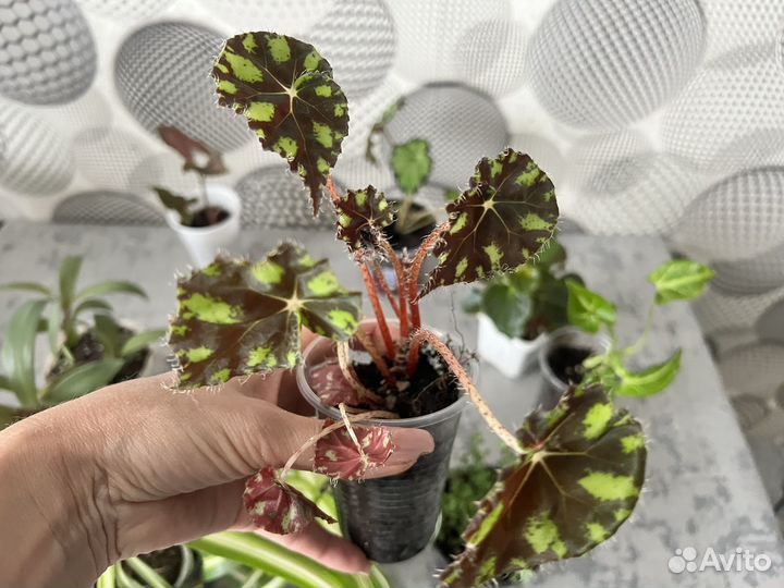 Комнатные цветы