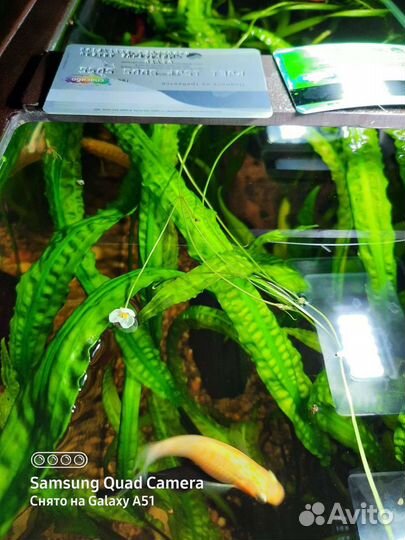 Криптокорина