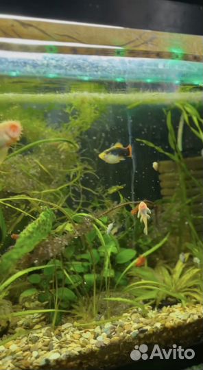 Аквариум с рыбками