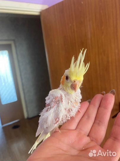 Попугай корелла ручные