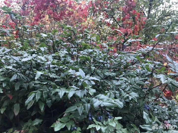 Айва японская (хеномелес) магония падуболистная