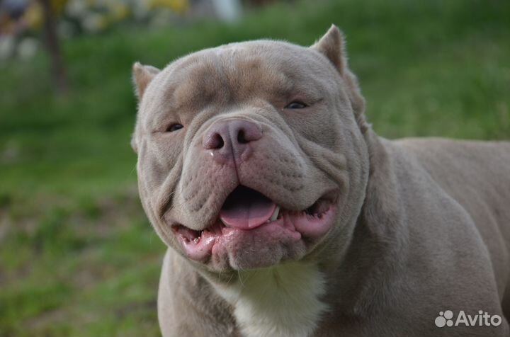 Американский булли