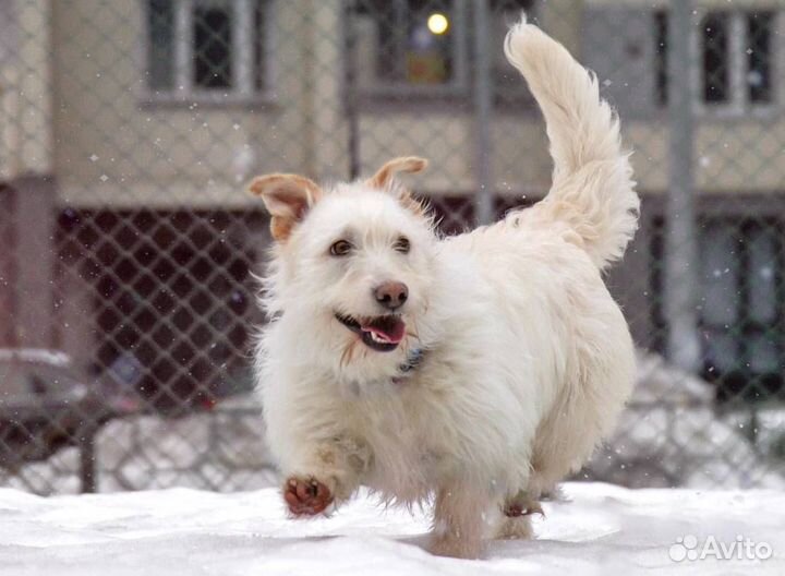 Лея ищет дом