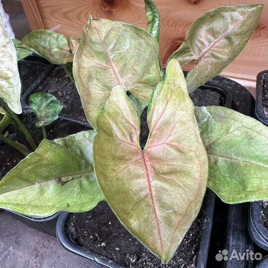 Сингониумы сортовые (1)