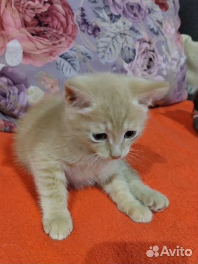 Кошки в добрые руки