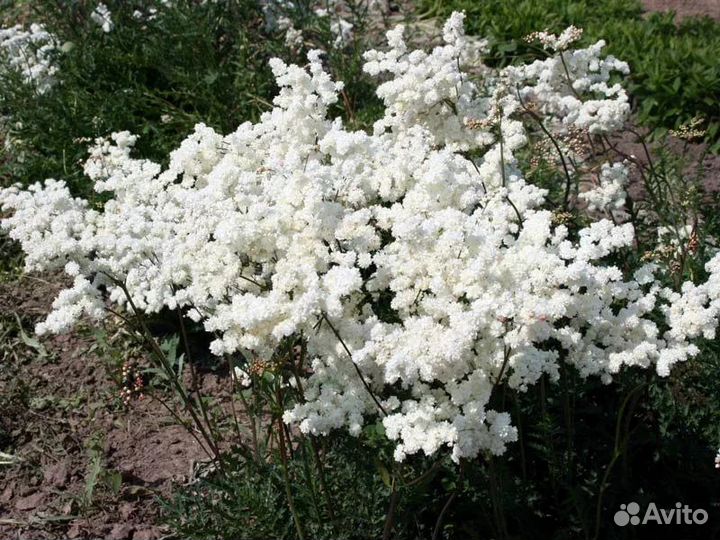 Набор многолетников для солнечного сада, 10 штук