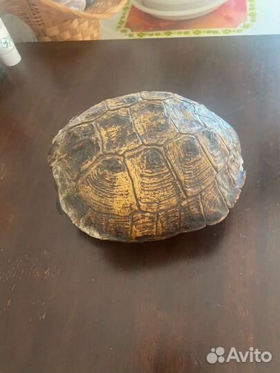 Панцирь черепахи