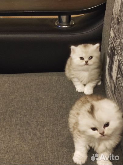 Шотландские вислоухие котята