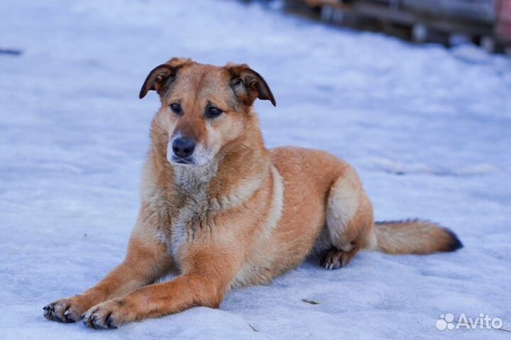 Собака Мандаринка в добрые руки