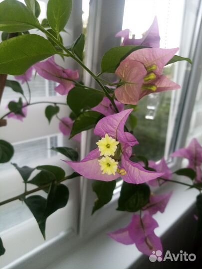 Бугенвилия