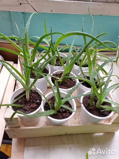 Алоэ столетник