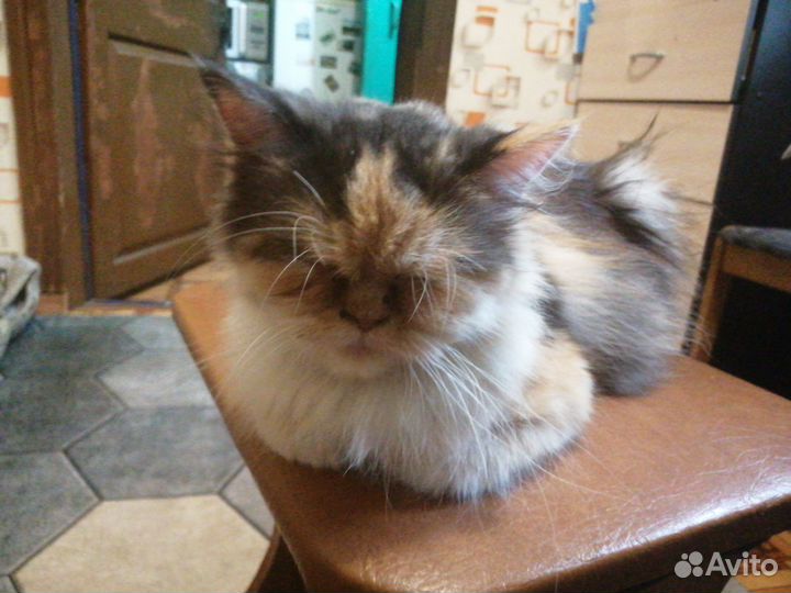 Персидская