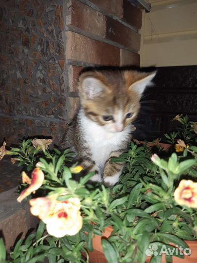 Кошка в дар бесплатно