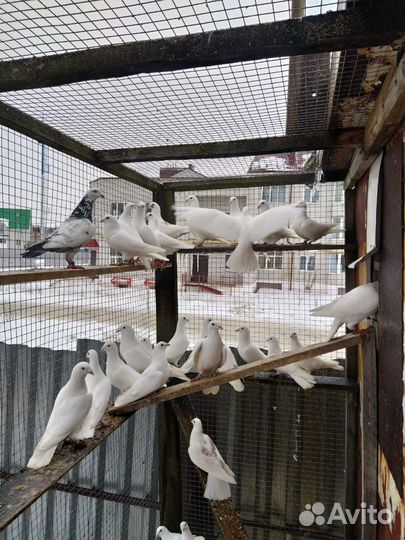 Продажа голубей