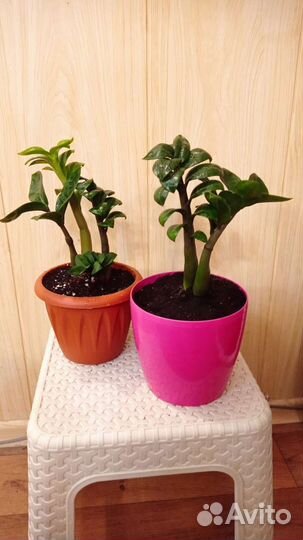 Замиокулькас Жук