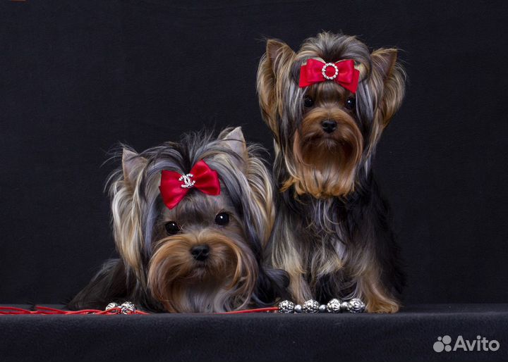 Йоркширский терьер