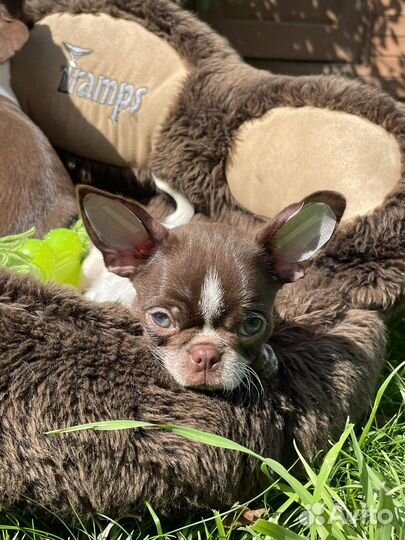 Много шоколада