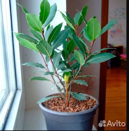 Семена лавра