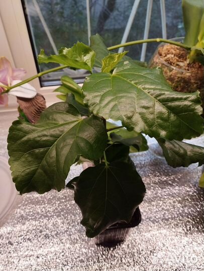 Гибискус сортовой