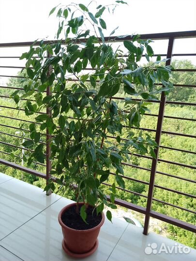 Фикус Бенджамина 125 и 110 см., два