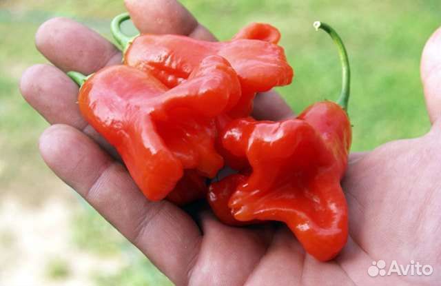 Перец острый