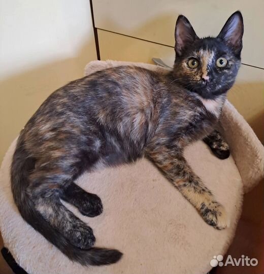 Леся. 5 мес. Ищем любящую семью