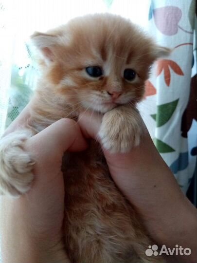 Котята