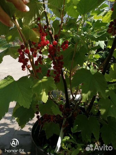 Саженцы крыжовника, малины, смородины, голубики