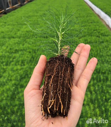 Сосна зкс ель зкс сеянцы саженцы доращивание