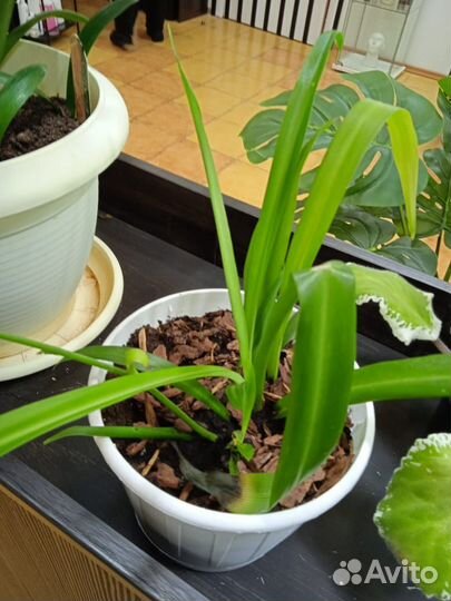 Живые цветы в горшках