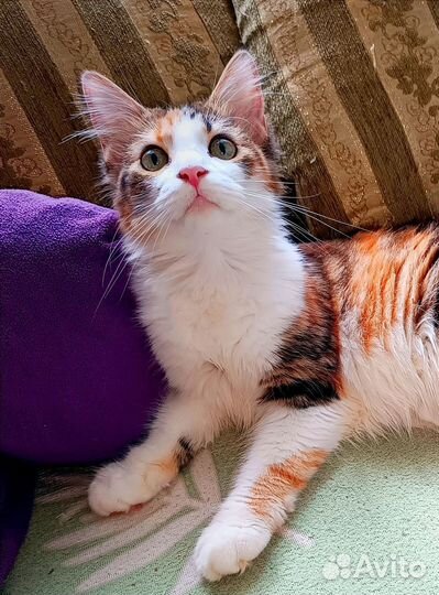 Мейн-кун котёнок девочка