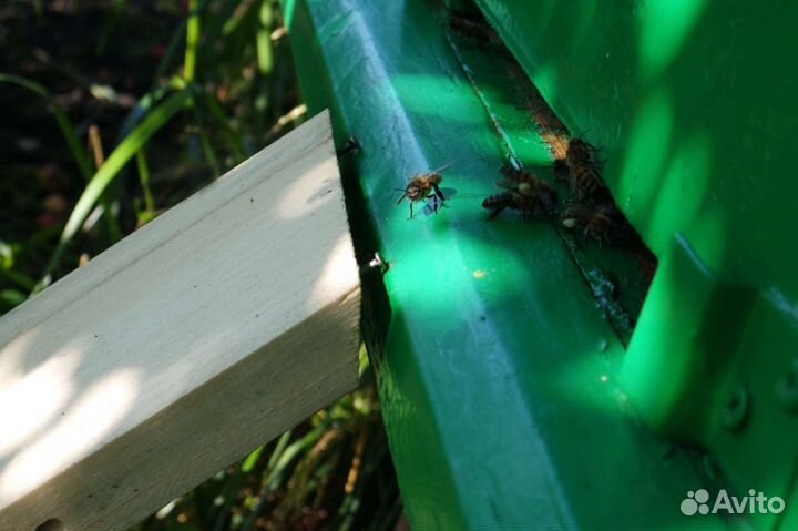 Мёд гречишный, новый урожай