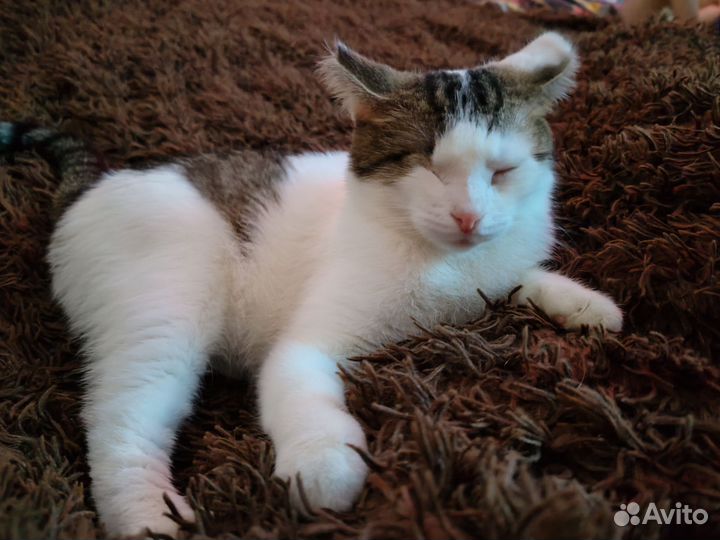 Кошка
