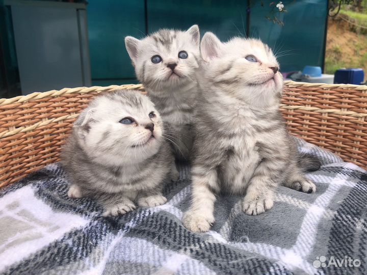 Шотландские котята