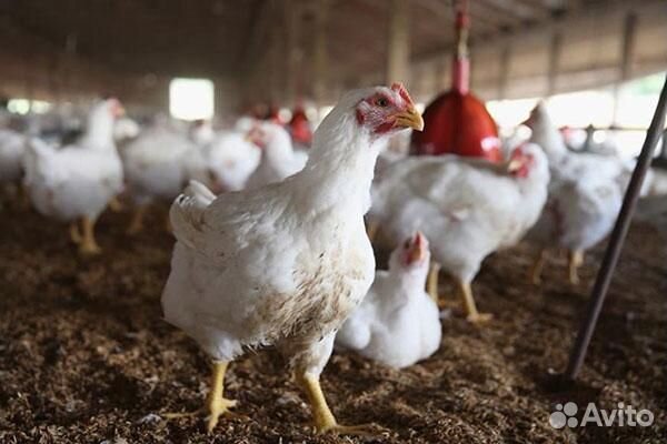 Бройлеры живым весом