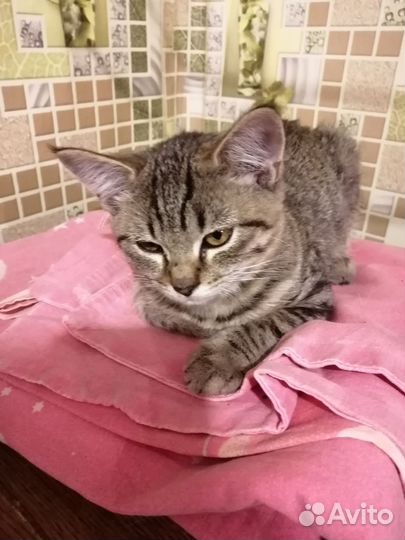 Котик в дар