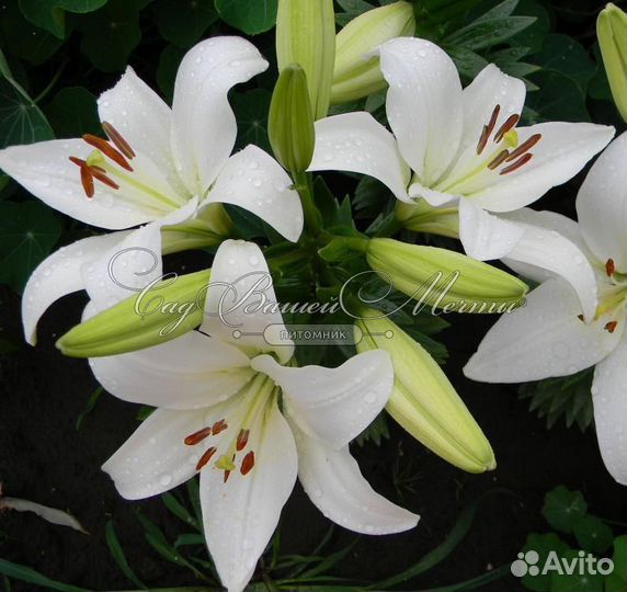 Луковицы лилии оптом