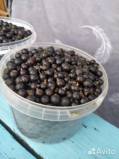 Смородина черная