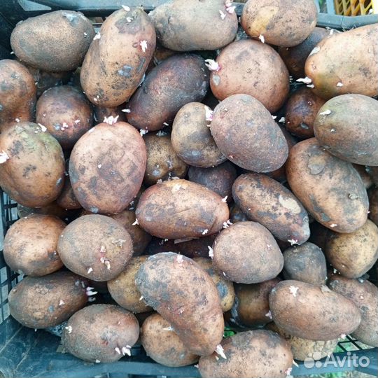 Семенной картофель