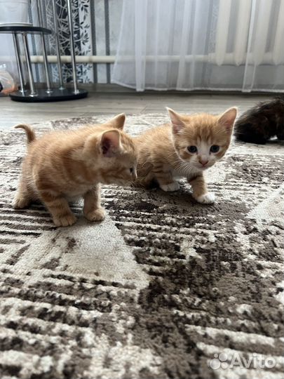 Отдам котят в добрые руки