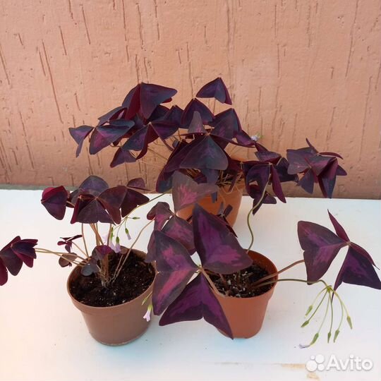 Домашние цветы