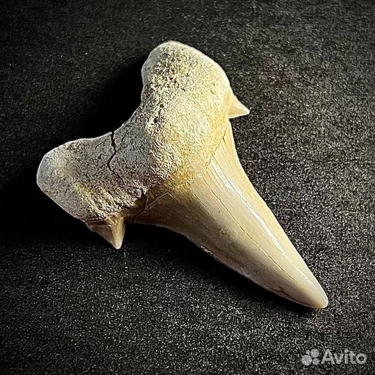 Зуб акулы Otodus окаменелость ископаемое