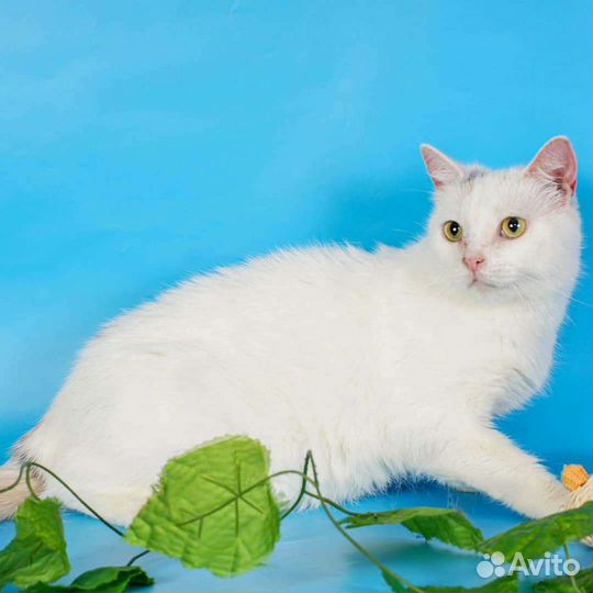 Кошка Сицилия (2 года)