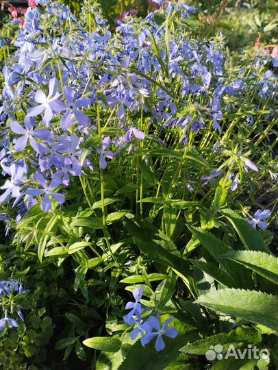 Многолетние цветы для сада