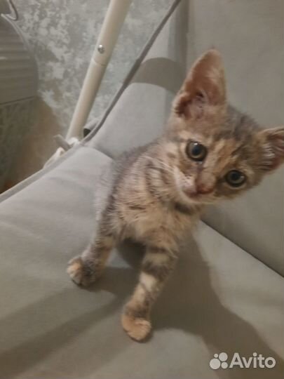 Отдаем в добрые руки