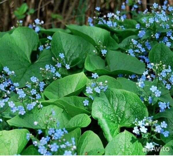 Бруннера сибирская. Незабудочник