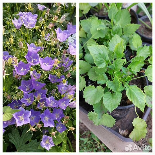 Многолетние цветы