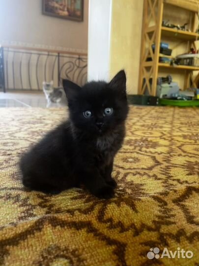 Продаётся котёнок. Почти рысь