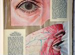 Анатомия глаза человека. Атлас (США, Изд.1945 год)