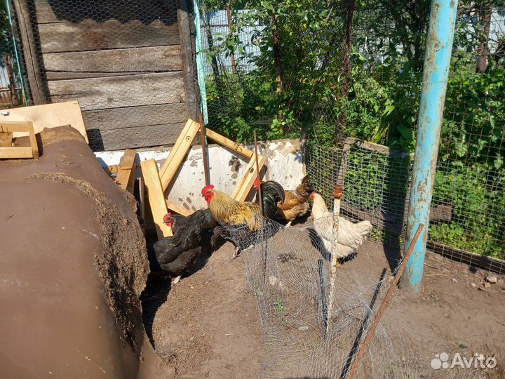 Куры несушки